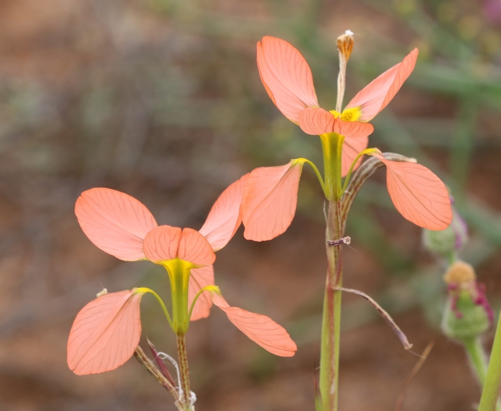 Moraea goldblattiana