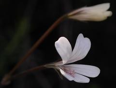 Pelargonium barklyi