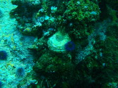 Striostrea margaritacea