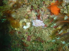 Phyllodesmium horridum