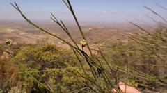 Psoralea glaucescens