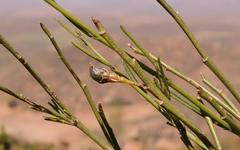 Psoralea glaucescens