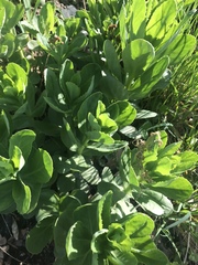 Hylotelephium telephium