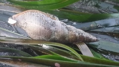 Ophiodermella inermis