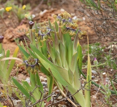 Ferraria variabilis