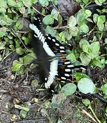 Papilio lormieri