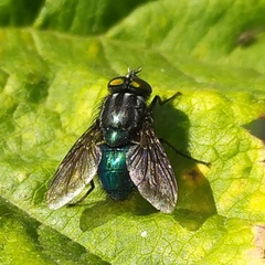 Sarconesiopsis magellanica