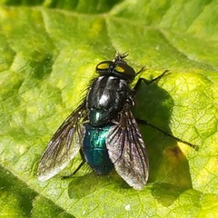 Sarconesiopsis magellanica