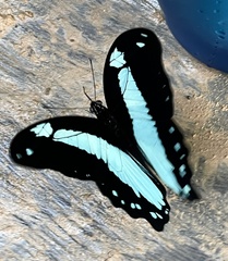 Papilio chrapkowskoides