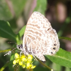 Leptotes trigemmatus