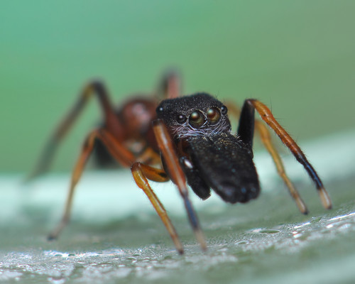 Myrmarachne formicaria