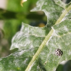 Psyllobora picta