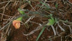 Pearsonia aristata
