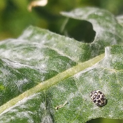 Psyllobora picta