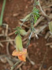 Pearsonia aristata