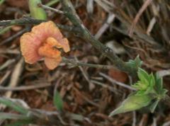 Pearsonia aristata