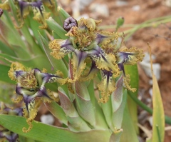 Ferraria variabilis
