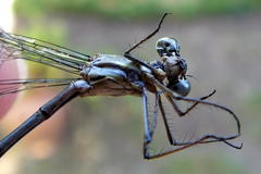 Chlorolestes tessellatus