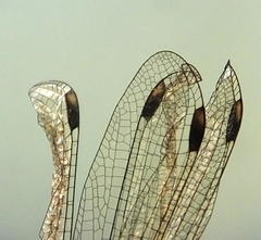 Chlorolestes tessellatus