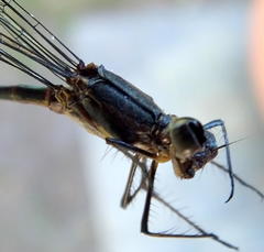 Chlorolestes tessellatus