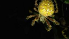Araneus diadematus