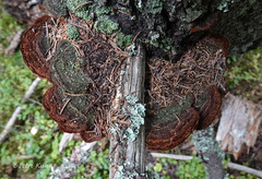 Phellinus chrysoloma