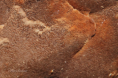 Phellinus chrysoloma