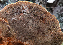 Phellinus chrysoloma