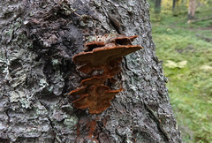 Phellinus chrysoloma