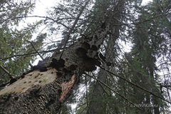 Phellinus chrysoloma