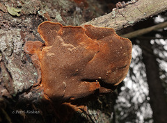 Phellinus chrysoloma