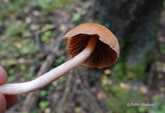 Cortinarius