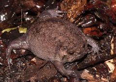 Breviceps fuscus