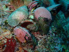 Aulacomya atra capensis