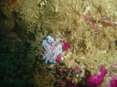 Phyllodesmium horridum