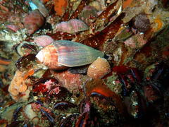 Conus mozambicus