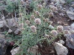 Mentha cervina