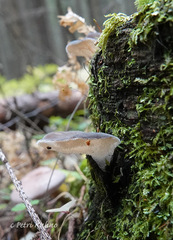 Pseudohydnum gelatinosum