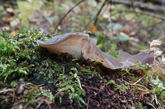 Pseudohydnum gelatinosum