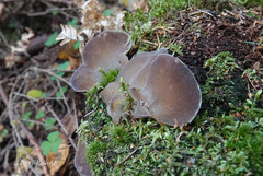 Pseudohydnum gelatinosum