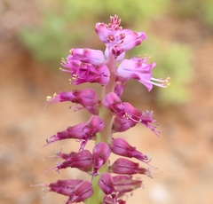 Lachenalia splendida