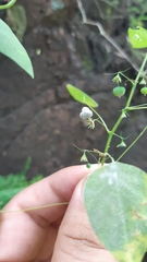 Euphorbia dioscoreoides attenuata