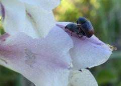Urodontinae