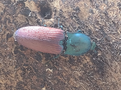 Chalcolepidius rubripennis