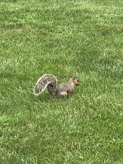 Sciurus carolinensis