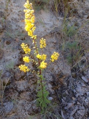 Solidago hispida huronensis