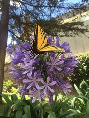 Papilio multicaudata
