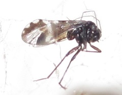 Ptycta polluta