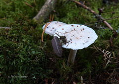 Hygrophorus piceae