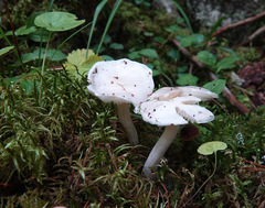 Hygrophorus piceae